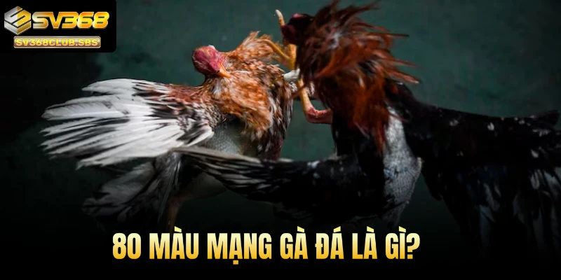 80 màu mạng gà đá là gì?