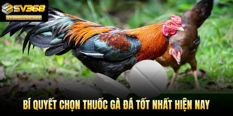 SV368 chia sẻ bí quyết chọn thuốc gà đá tốt nhất hiện nay