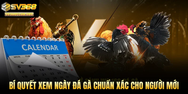 Bí quyết xem ngày đá gà chuẩn xác cho người mới