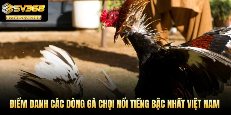 Điểm danh các dòng gà chọi nổi tiếng bậc nhất Việt Nam cùng SV368