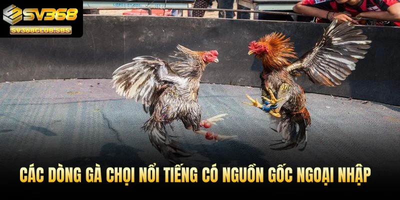 Các dòng gà chọi nổi tiếng có nguồn gốc ngoại nhập