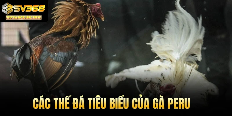 Các thế đá tiêu biểu của gà Peru tại đấu trường SV368
