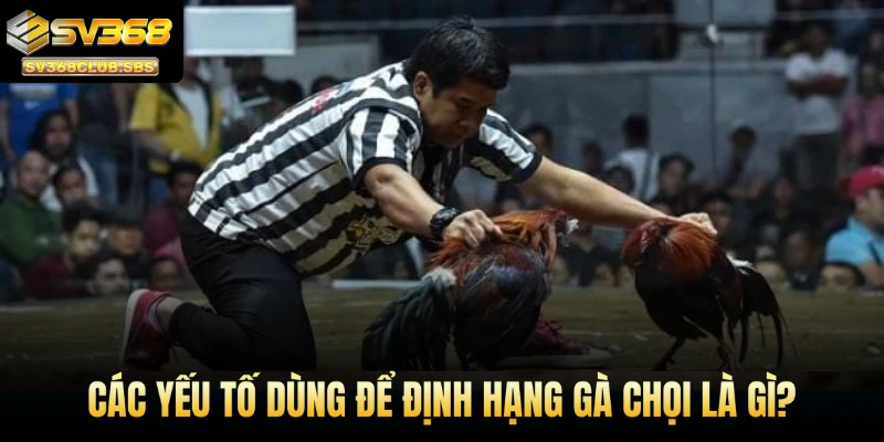 Các yếu tố dùng để định hạng gà chọi là gì?