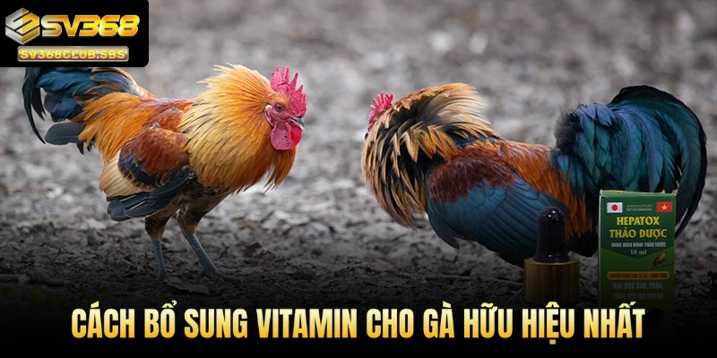 Cách bổ sung vitamin cho gà hữu hiệu nhất