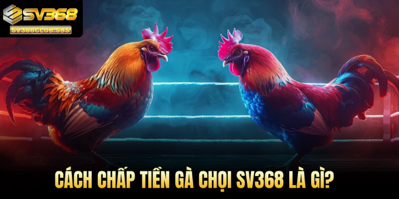 Cách chấp tiền gà chọi SV368 là gì?