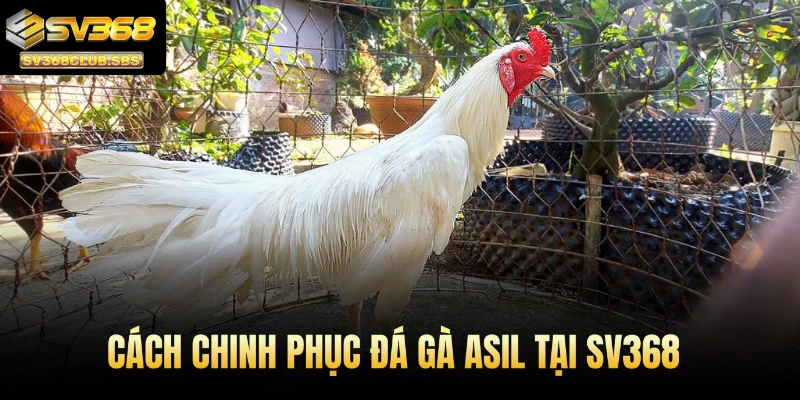 Cách chinh phục đá gà Asil tại SV368