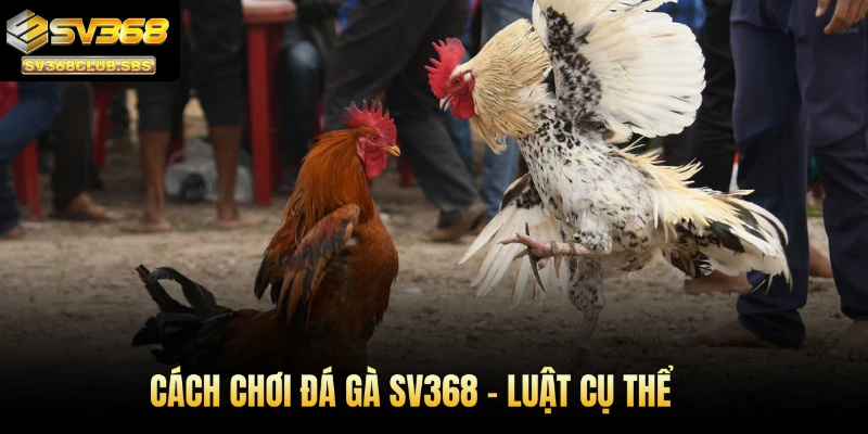 Cách chơi đá gà SV368 - Luật cụ thể