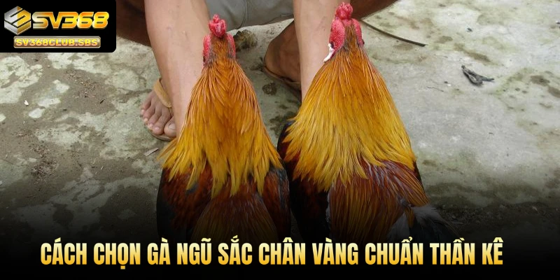 SV368 hướng dẫn cách chọn gà ngũ sắc chân vàng chuẩn thần kê
