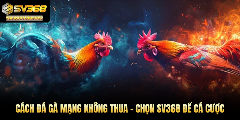 Cách đá gà mạng không thua - Chọn SV368 để cá cược