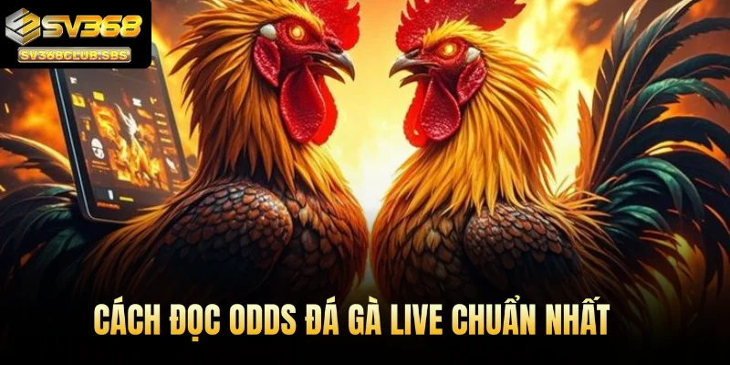 Cách đọc odds đá gà live chuẩn nhất
