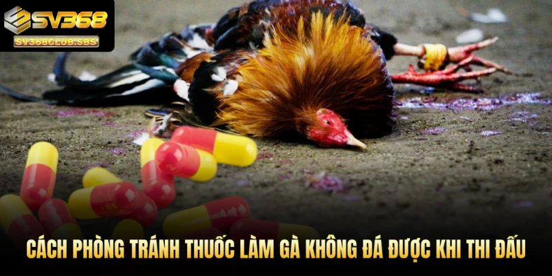 Cách phòng tránh thuốc làm gà không đá được khi thi đấu