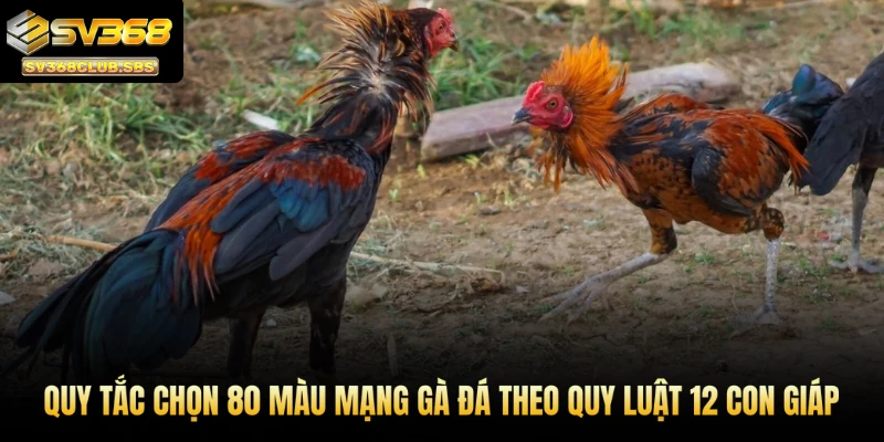 Quy tắc chọn 80 màu mạng gà đá theo quy luật 12 con giáp
