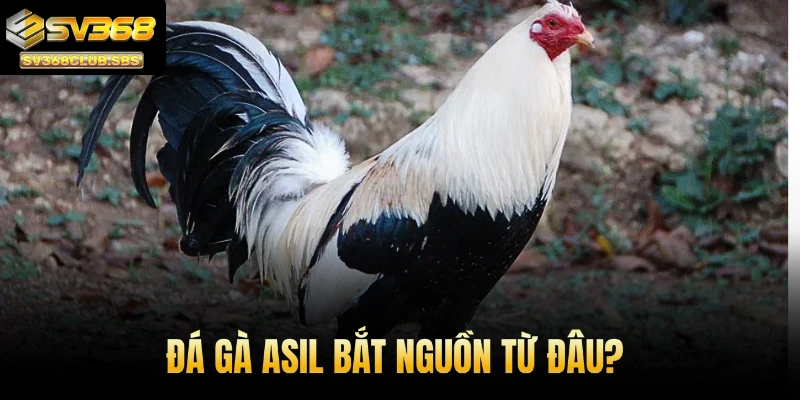 Đá gà Asil bắt nguồn từ đâu?