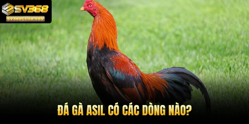 Đá gà Asil có các dòng nào?