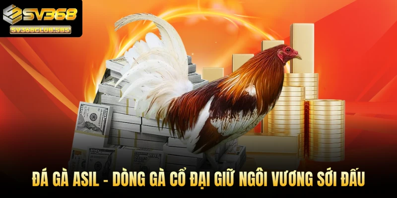 Đá gà Asil