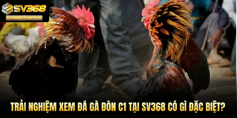 Trải nghiệm xem đá gà đòn C1 tại SV368 có gì đặc biệt?