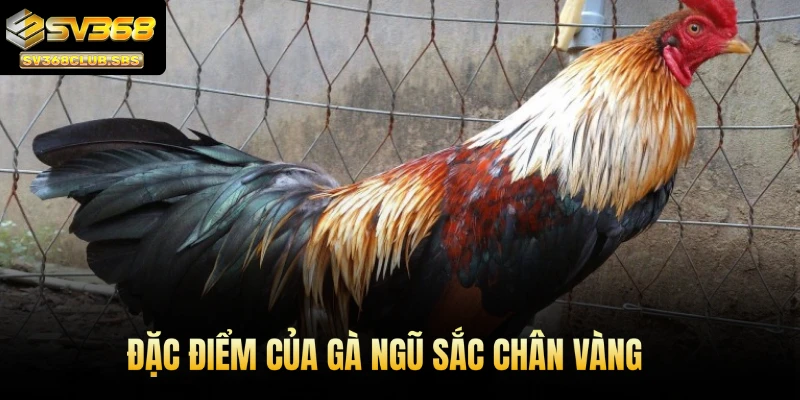 Đặc điểm của gà ngũ sắc chân vàng