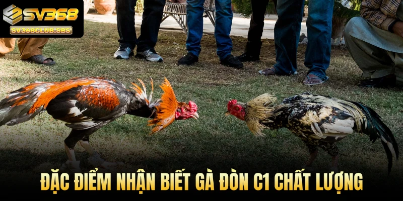 Đặc điểm nhận biết gà đòn C1 chất lượng