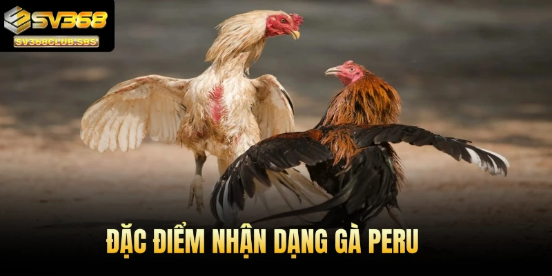 Đặc điểm nhận dạng gà Peru