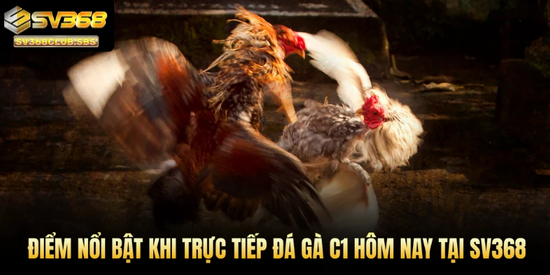 Điểm nổi bật khi trực tiếp đá gà C1 hôm nay tại SV368