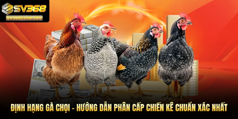 định hạng gà chọi