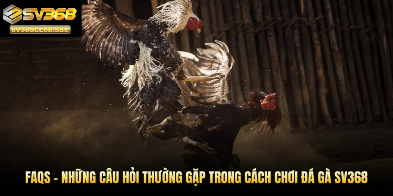 FAQs – Những câu hỏi thường gặp trong cách chơi đá gà SV368