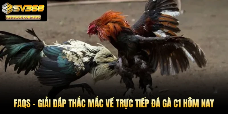 FAQs - Giải đáp nhanh mọi thắc mắc về trực tiếp đá gà C1 hôm nay
