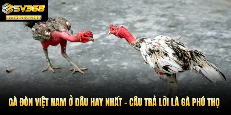 Gà đòn Việt Nam ở đâu hay nhất - SV368 trả lời là gà Phú Thọ