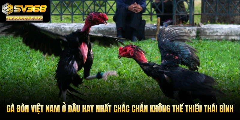 Gà đòn Việt Nam ở đâu hay nhất chắc chắn không thể thiếu Thái Bình