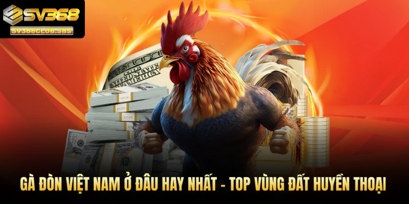 Gà đòn Việt Nam ở đâu hay nhất