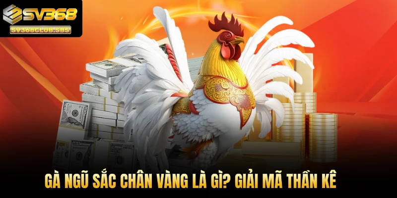 Gà ngũ sắc chân vàng