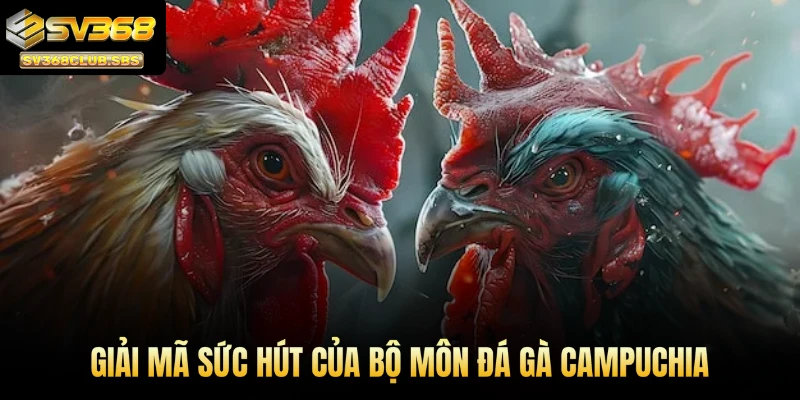 Giải mã sức hút của bộ môn đá gà Campuchia