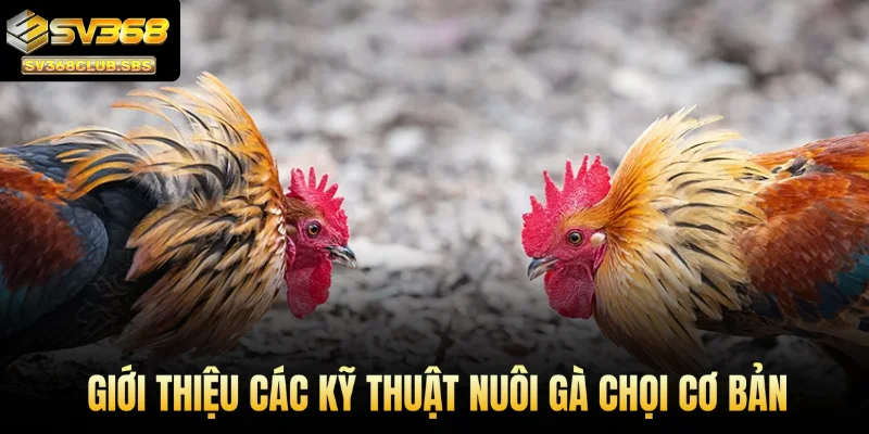 SV368 giới thiệu các kỹ thuật nuôi gà chọi cơ bản