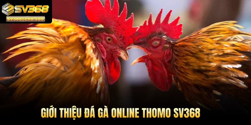 Giới thiệu đá gà online Thomo SV368