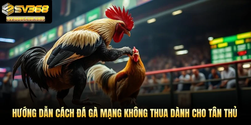 Hướng dẫn cách đá gà mạng không thua dành cho tân thủ