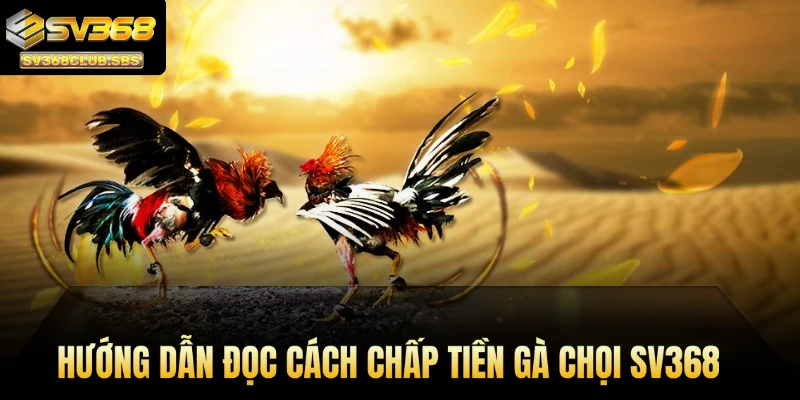 Hướng dẫn đọc cách chấp tiền gà chọi SV368