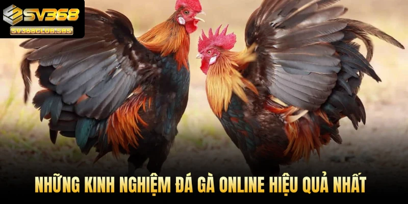 Những kinh nghiệm đá gà online hiệu quả nhất