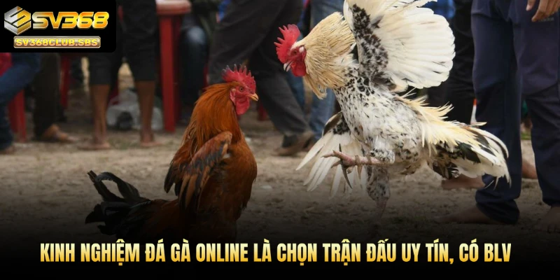 Kinh nghiệm đá gà online là chọn trận đấu uy tín, có BLV