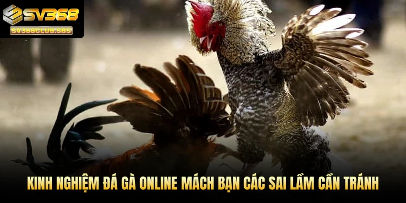 Kinh nghiệm đá gà online SV368 mách bạn các sai lầm cần tránh