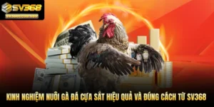 Kinh nghiệm nuôi gà đá cựa sắt