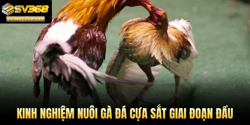 Kinh nghiệm nuôi gà đá cựa sắt giai đoạn đầu