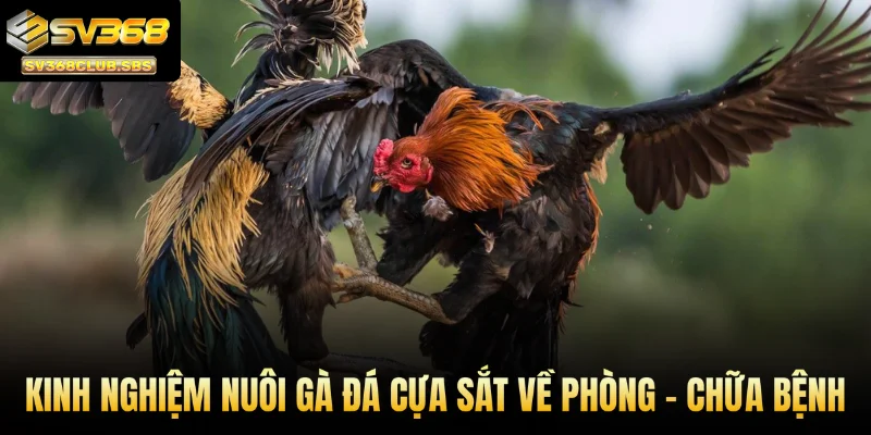 Kinh nghiệm nuôi gà đá cựa sắt về phòng - chữa bệnh