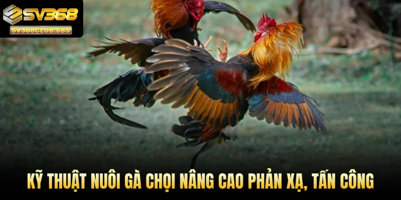 Kỹ thuật nuôi gà chọi nâng cao phản xạ, tấn công