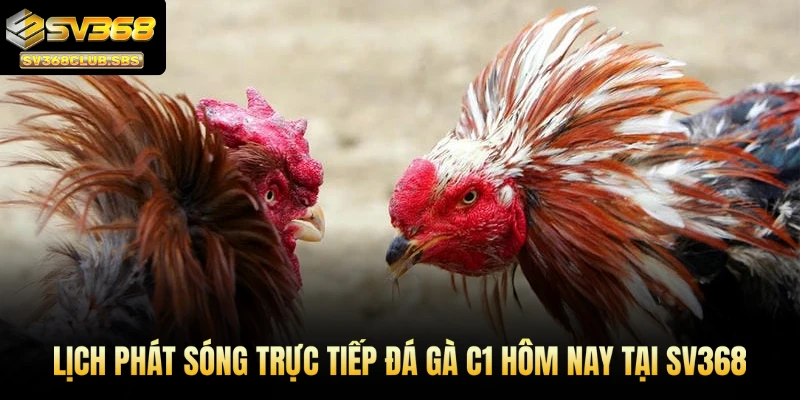 Lịch phát sóng trực tiếp đá gà C1 hôm nay tại SV368