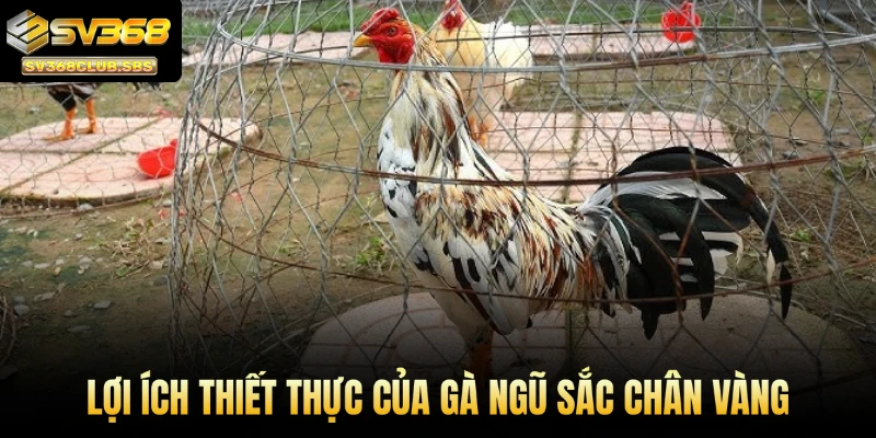 Lợi ích thiết thực của gà ngũ sắc chân vàng