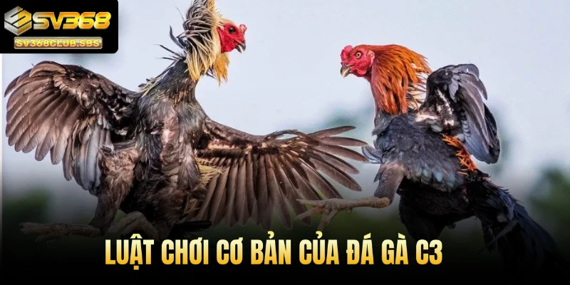 Luật chơi cơ bản của đá gà C3
