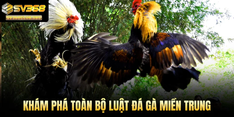 Khám phá toàn bộ luật đá gà miền Trung