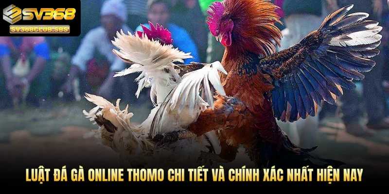 Luật đá gà online Thomo chi tiết và chính xác nhất hiện nay