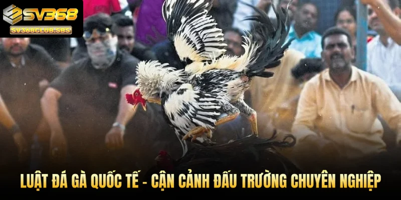 Cập nhật luật đá gà quốc tế từ SV368 - Cận cảnh đấu trường chuyên nghiệp