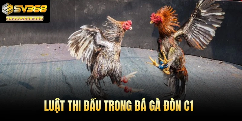 Luật thi đấu trong đá gà đòn C1